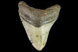 Fossil Megalodon Tooth - North Carolina #109718-1